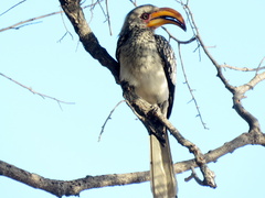 Tockus leucomelas leucomelas