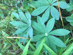 Lupinus polyphyllus