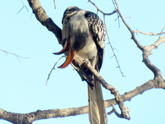 Tockus leucomelas leucomelas