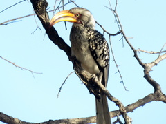Tockus leucomelas leucomelas