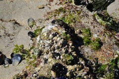 Mytilus galloprovincialis