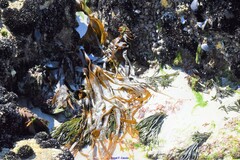 Mytilus galloprovincialis