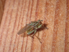 Scathophaga