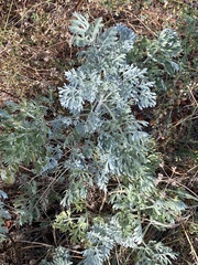 Artemisia absinthium