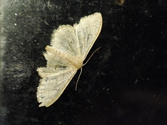 Idaea eugeniata