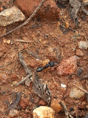 Camponotus compressus