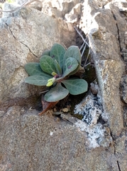 Cistanthe grandiflora