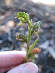 Pterostylis occulta