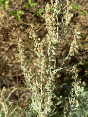 Artemisia absinthium