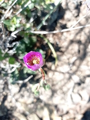 Cistanthe grandiflora