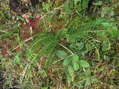 Thelypteridaceae