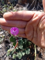 Cistanthe grandiflora