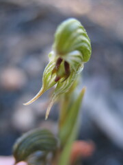 Pterostylis occulta