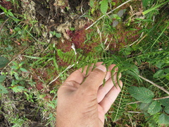 Thelypteridaceae