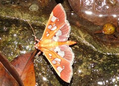 Phostria