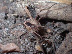 Lacinius ephippiatus