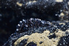 Mytilus galloprovincialis