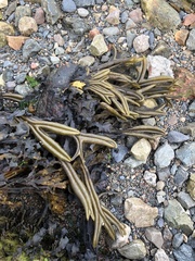 Fucus ceranoides