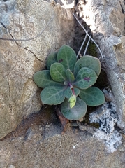 Cistanthe grandiflora