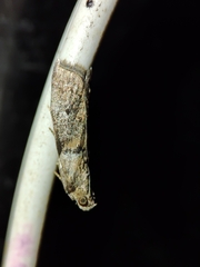 Acrobasis sodalella