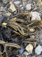 Fucus ceranoides