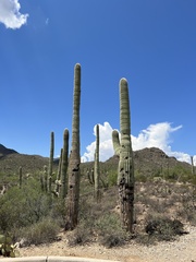Carnegiea gigantea
