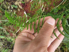 Thelypteridaceae