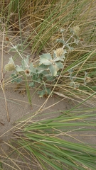 Eryngium maritimum