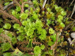 Rhodobryum