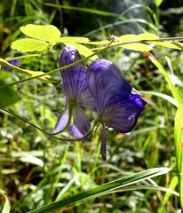 Aconitum volubile