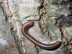 Julidae