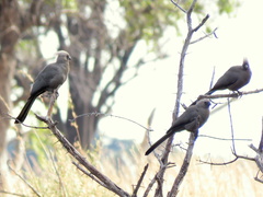 Corythaixoides concolor bechuanae
