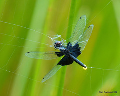 Rhyothemis triangularis