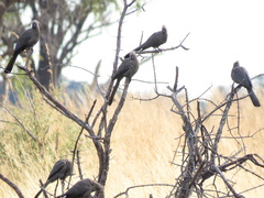 Corythaixoides concolor bechuanae