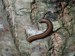 Julidae