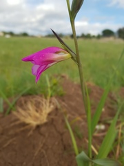 Gladiolus italicus