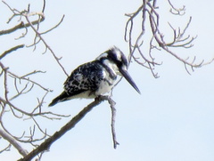 Ceryle rudis rudis
