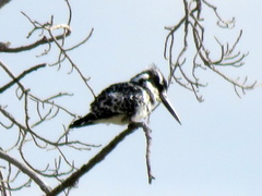 Ceryle rudis rudis