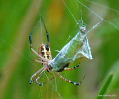 Argiope catenulata
