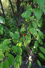 Schisandra chinensis