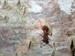 Myrmica