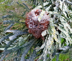 Banksia menziesii