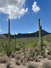 Carnegiea gigantea