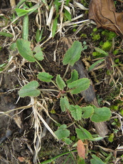 Centella