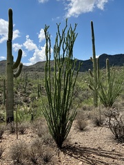 Fouquieria splendens splendens