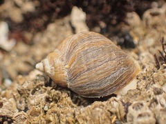 Nucella emarginata