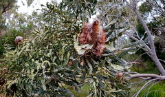 Banksia menziesii
