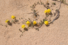 Nanorrhinum heterophyllum
