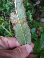 Coleosporium