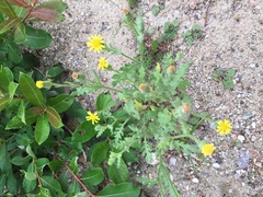 Senecio viscosus